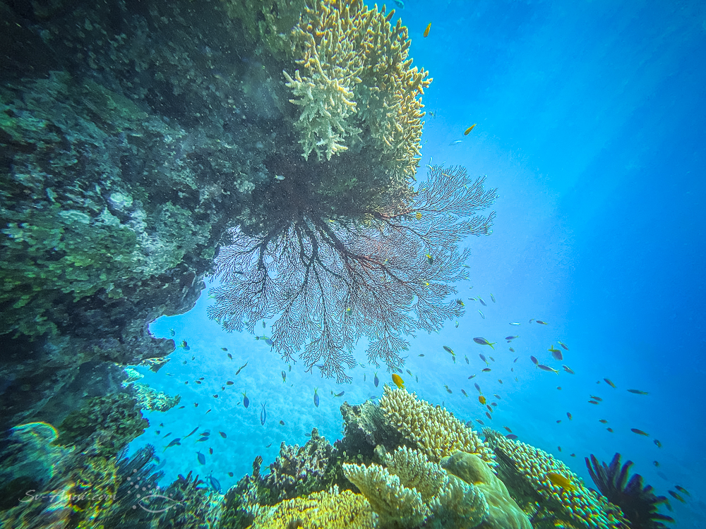 Gorgonian at Walker Reef