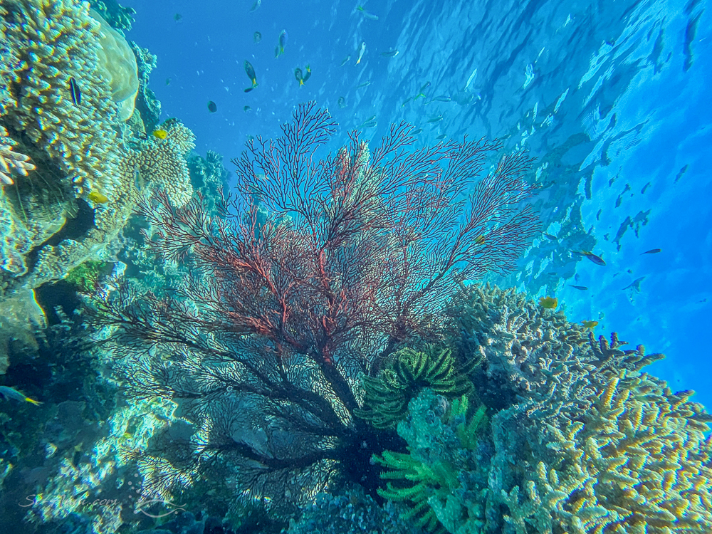 Gorgonian and Crinoids at Walker Reef