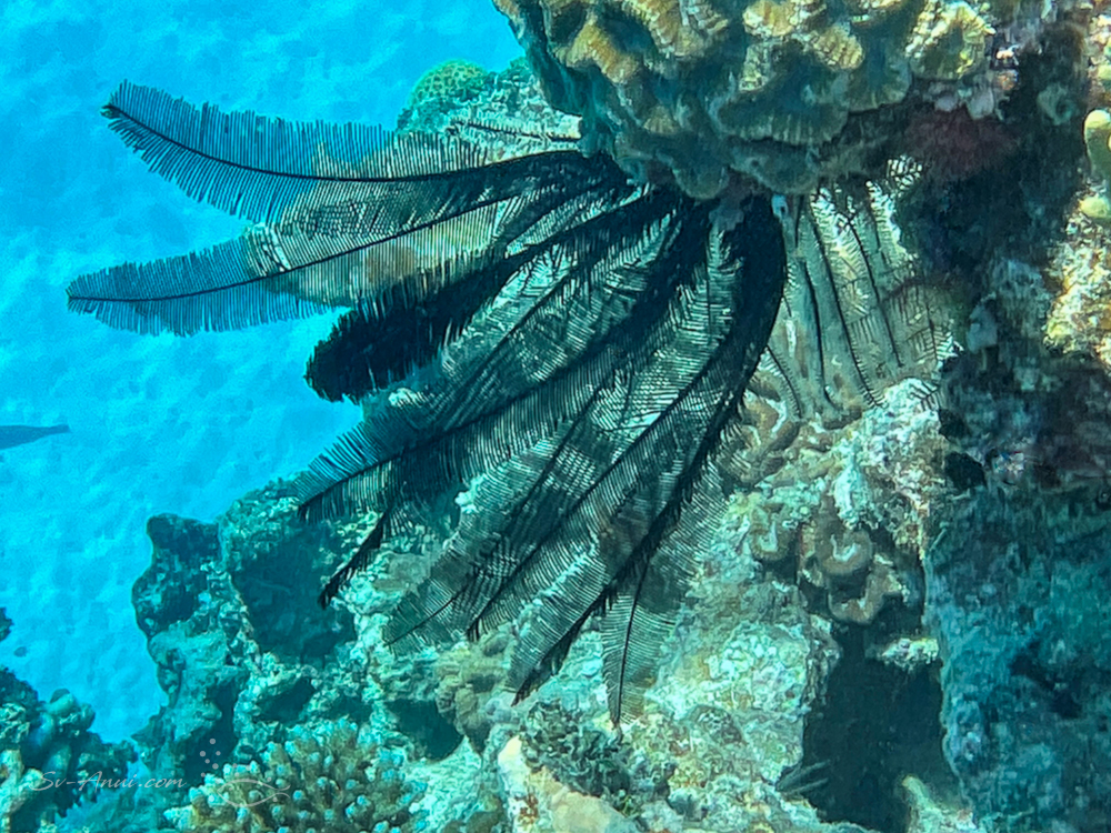 Crinoid at Walker Reef