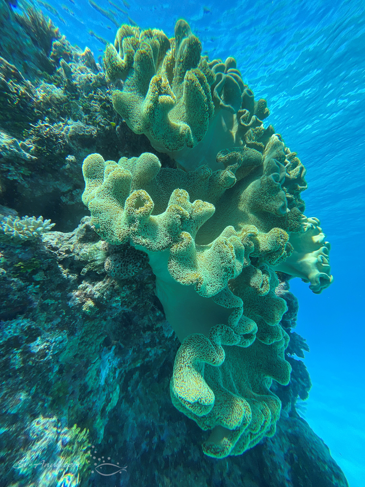 Sarcophyton at Walker Reef