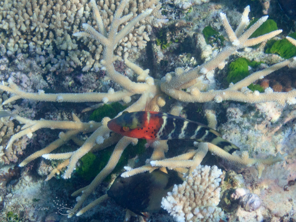 Redbreast Maori Wrasse at Walker Reef