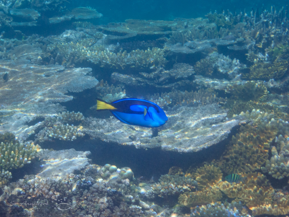 Blue Tang at Walker Reef