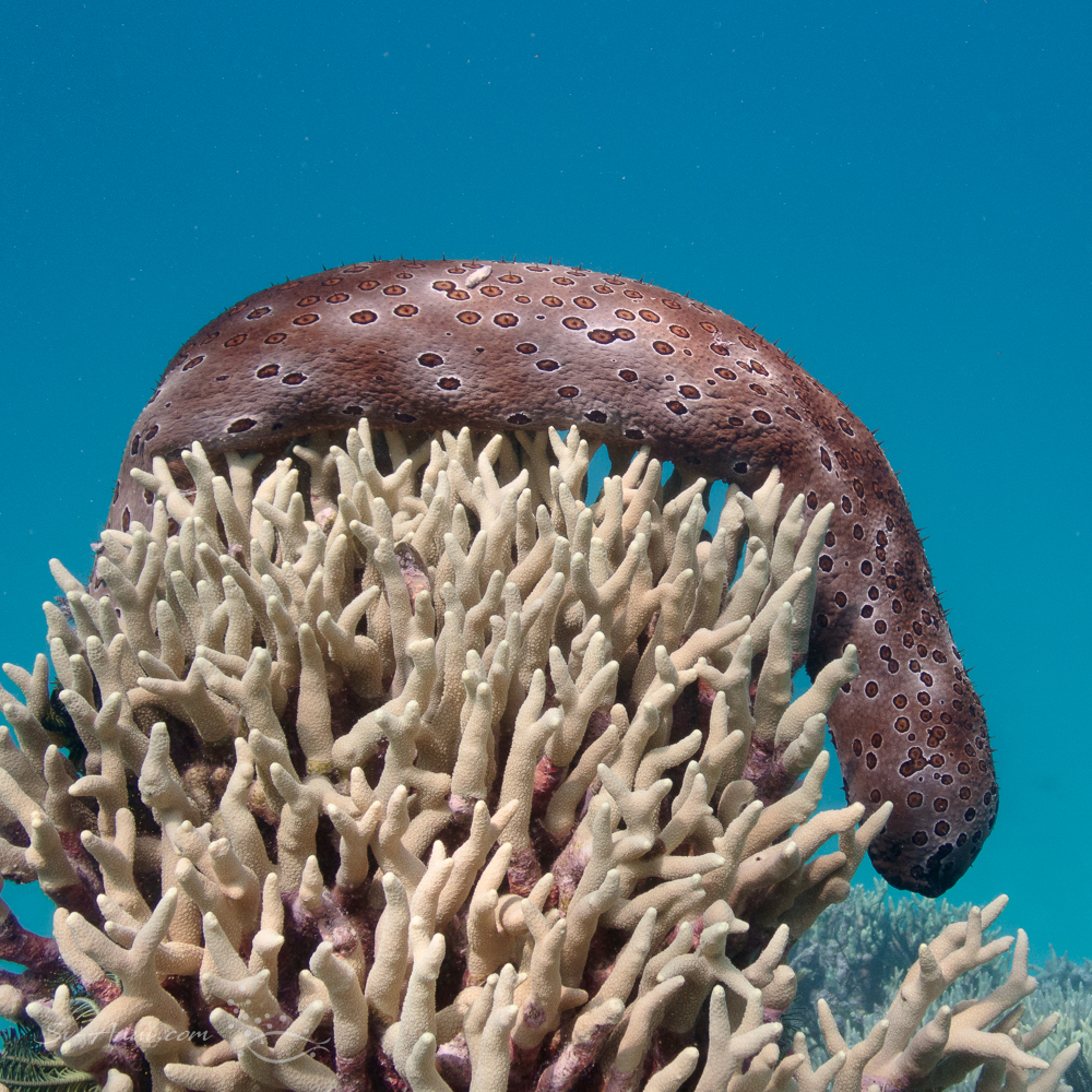 Sea cucumber at Darley Reefs
