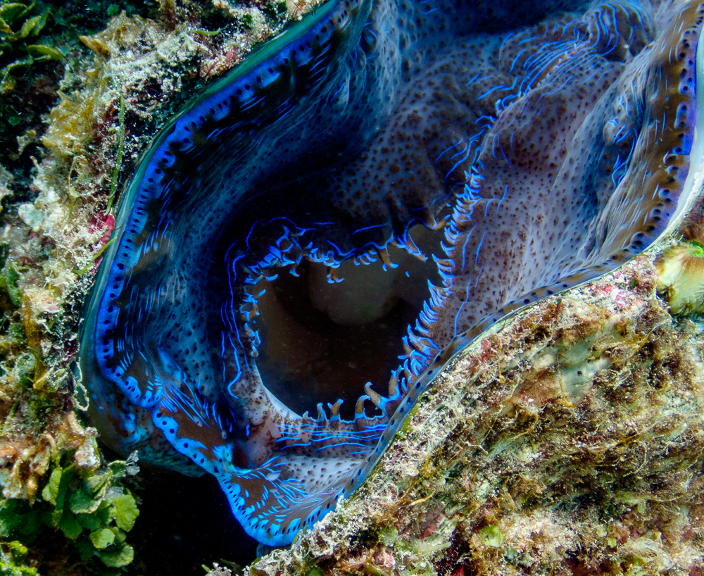 Giant Clam siphon