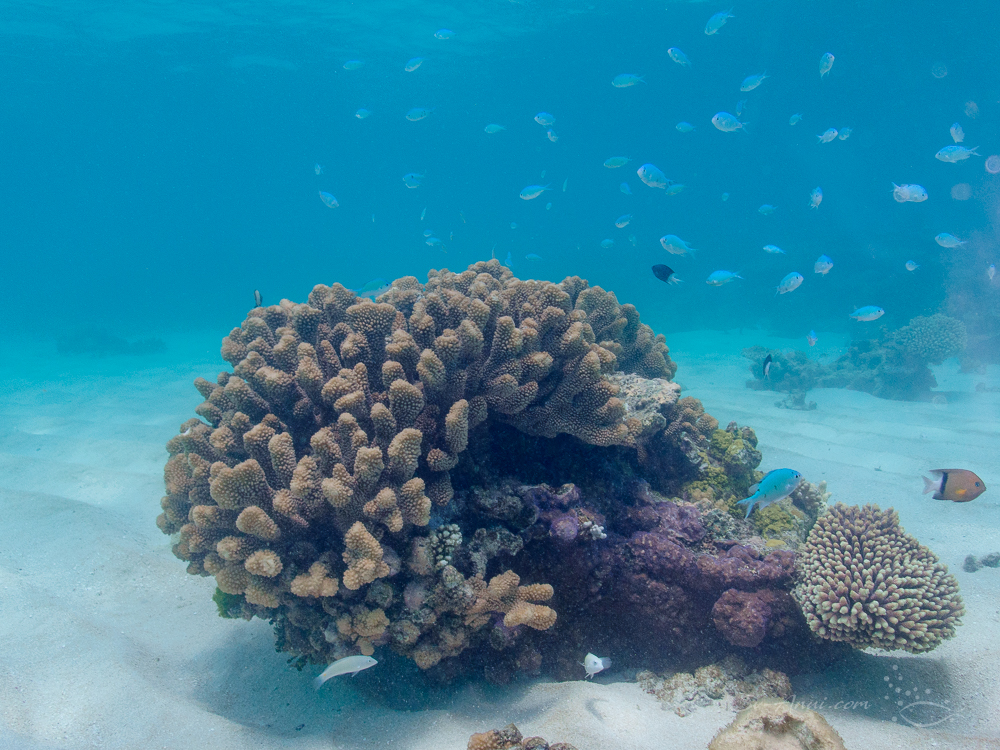 Healthy coral head at Elford Reef