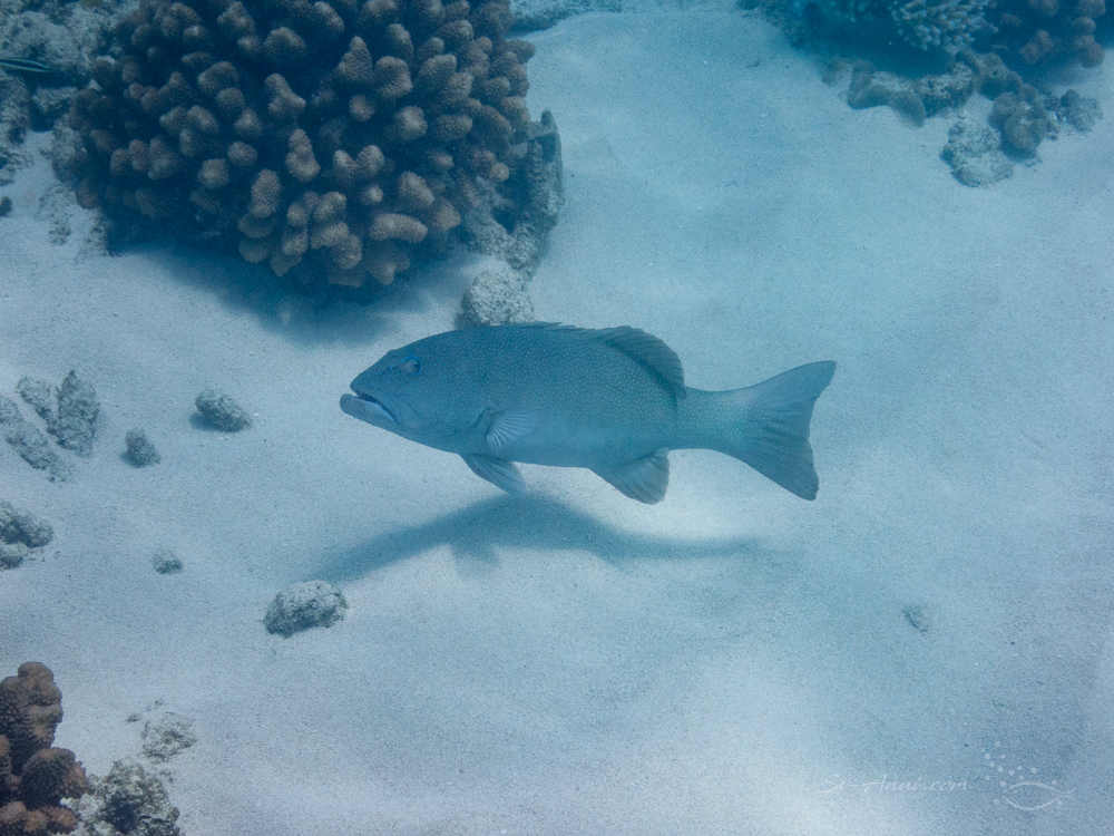 Coral Trout at Elford Reef