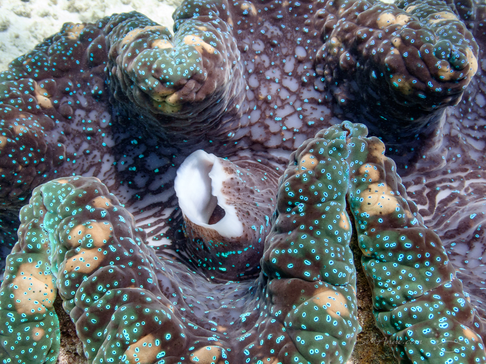 Giant Clam at Elford Reef
