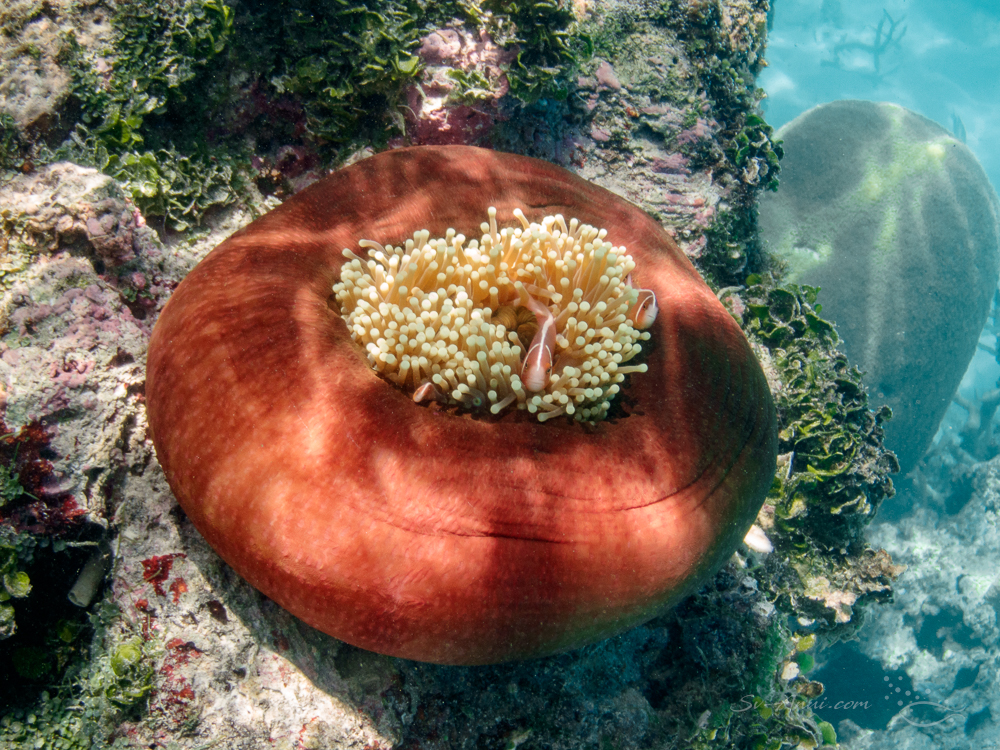 Pink Anemonefish at Faith Reef
