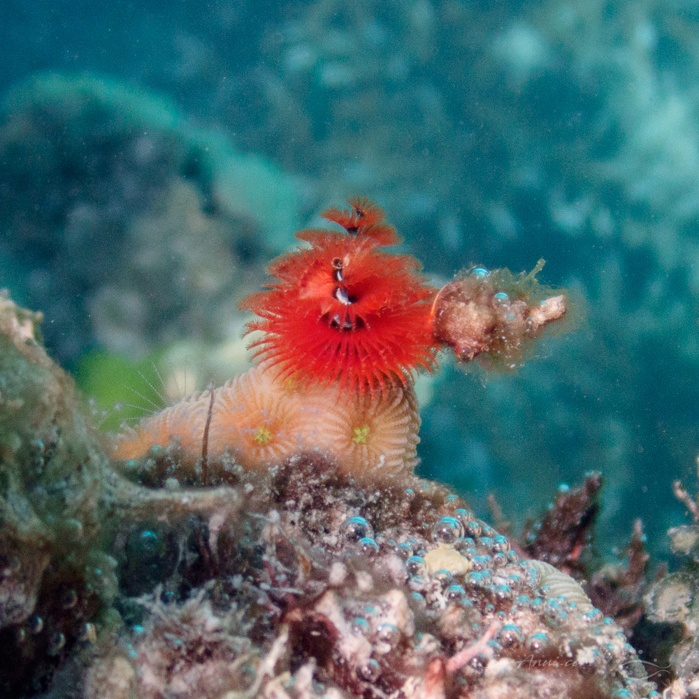 Christmas Tree Worm at Faith Reef