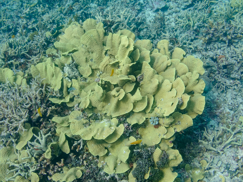 Turbinaria at Faith Reef