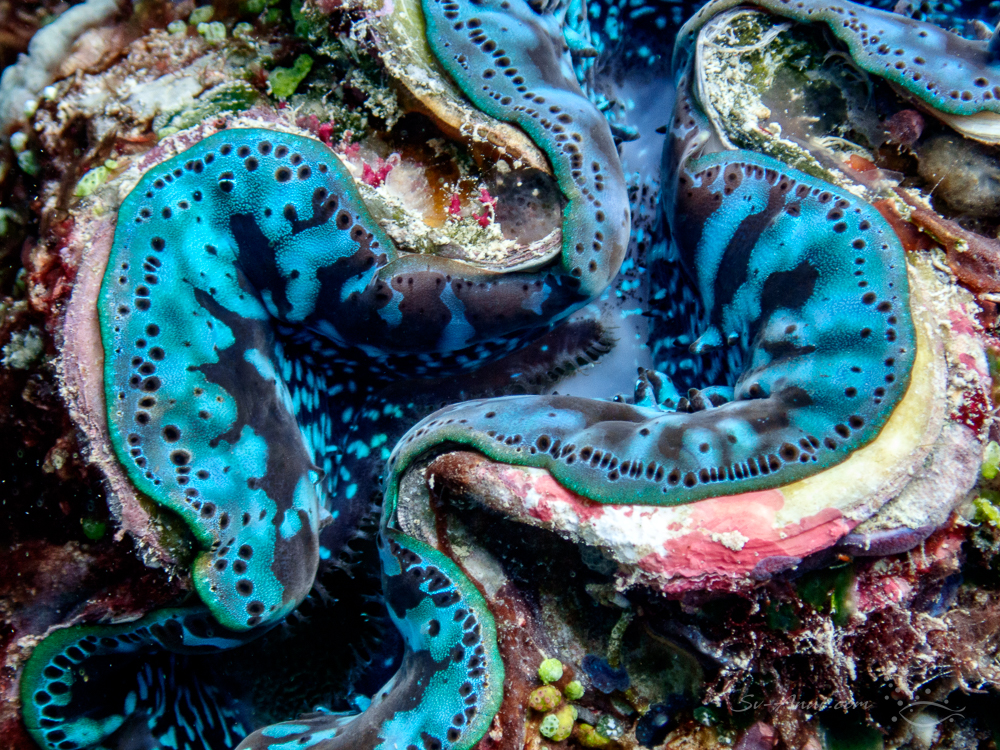 Fluted clam at Faith Reef