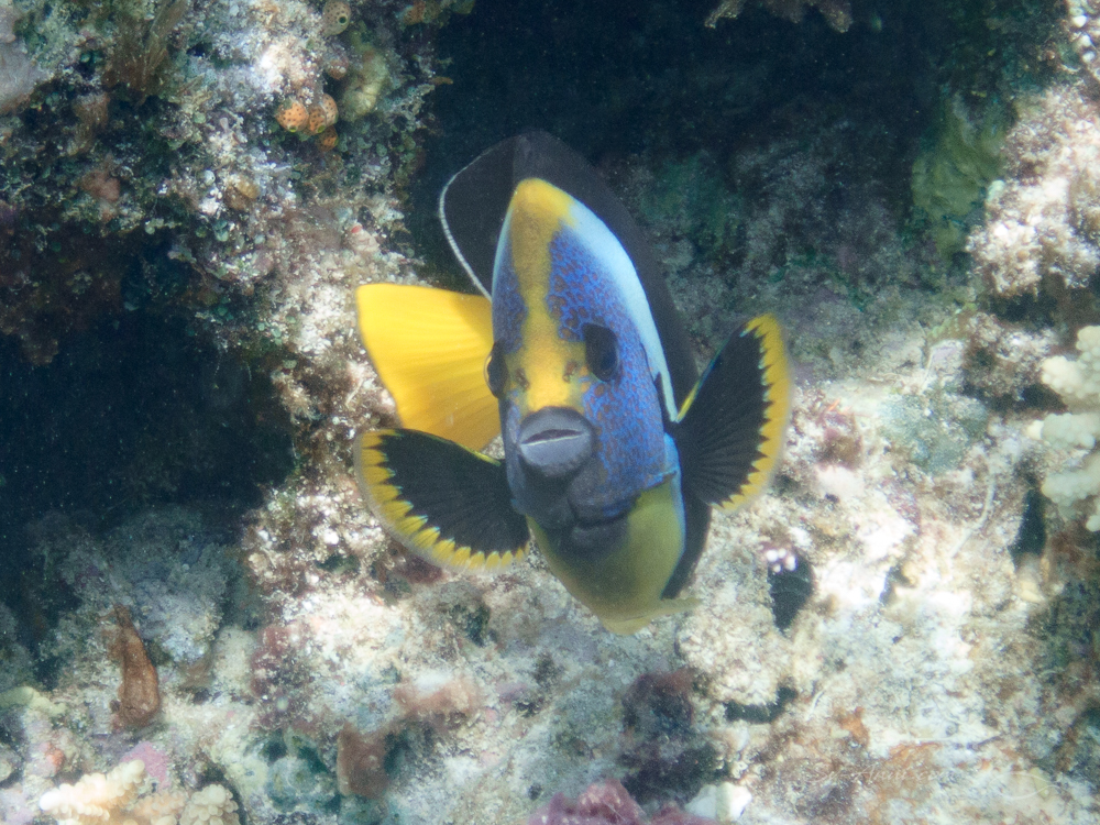 Queensland Yellowtail Angelfish at Faith Reef