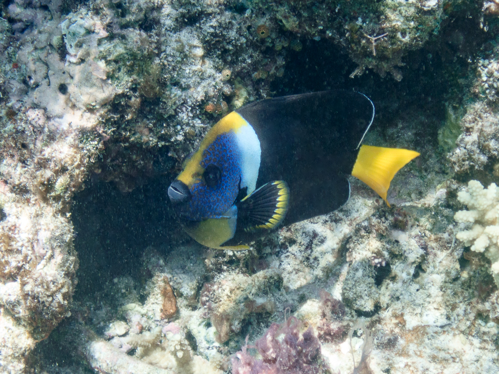Queensland Yellowtail Angelfish at Faith Reef