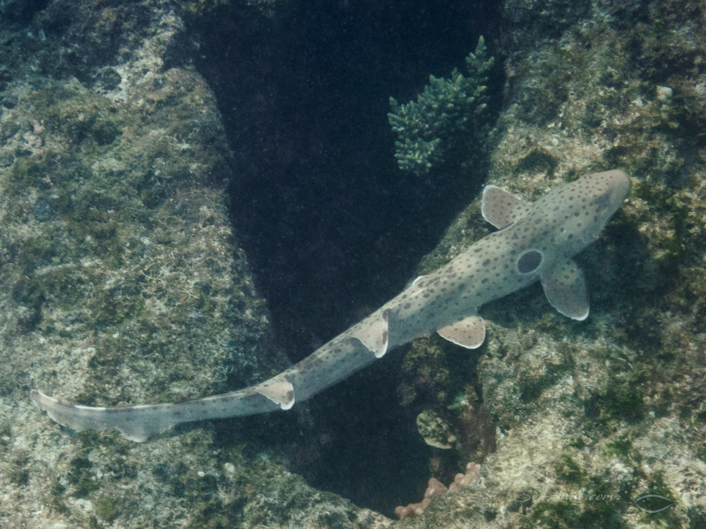 Epaulette Shark at Little Broadhurst Reef