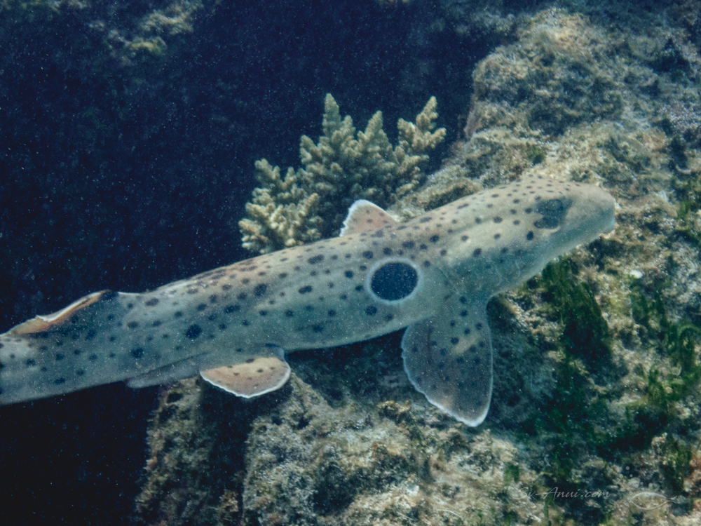 Epaulette Shark - Little Broadhurst Reef