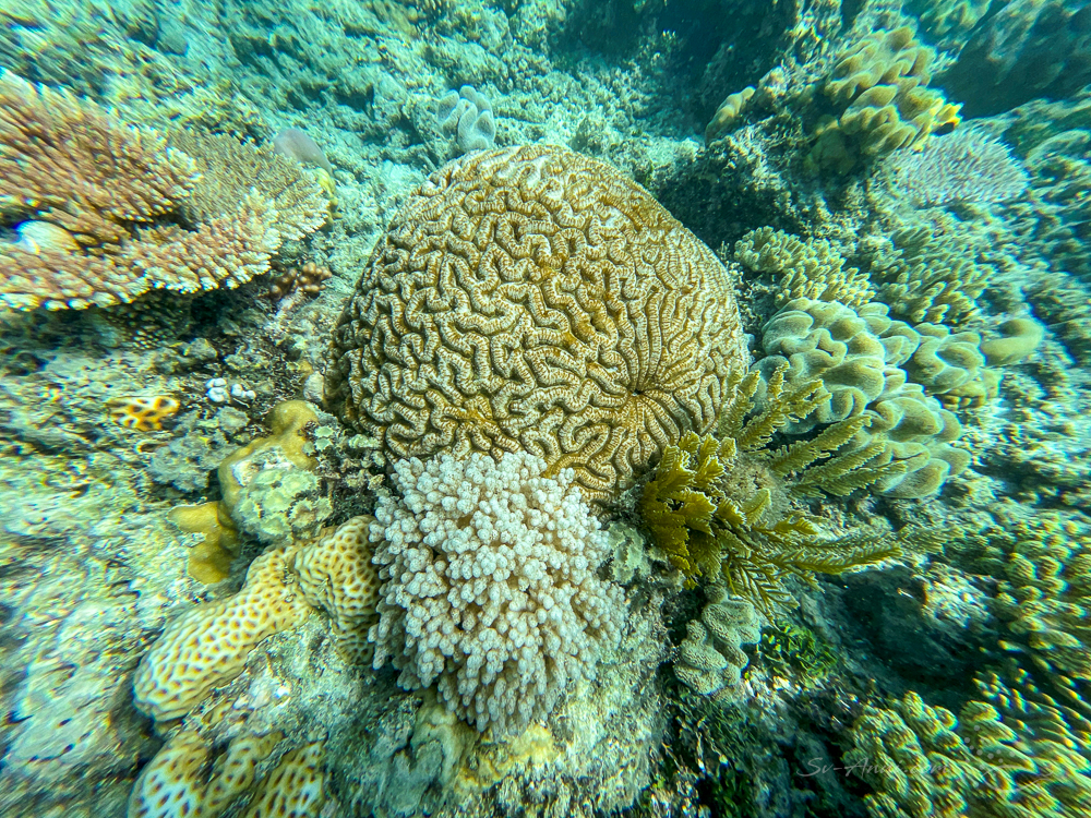 Coral garden at Sudbury Reef
