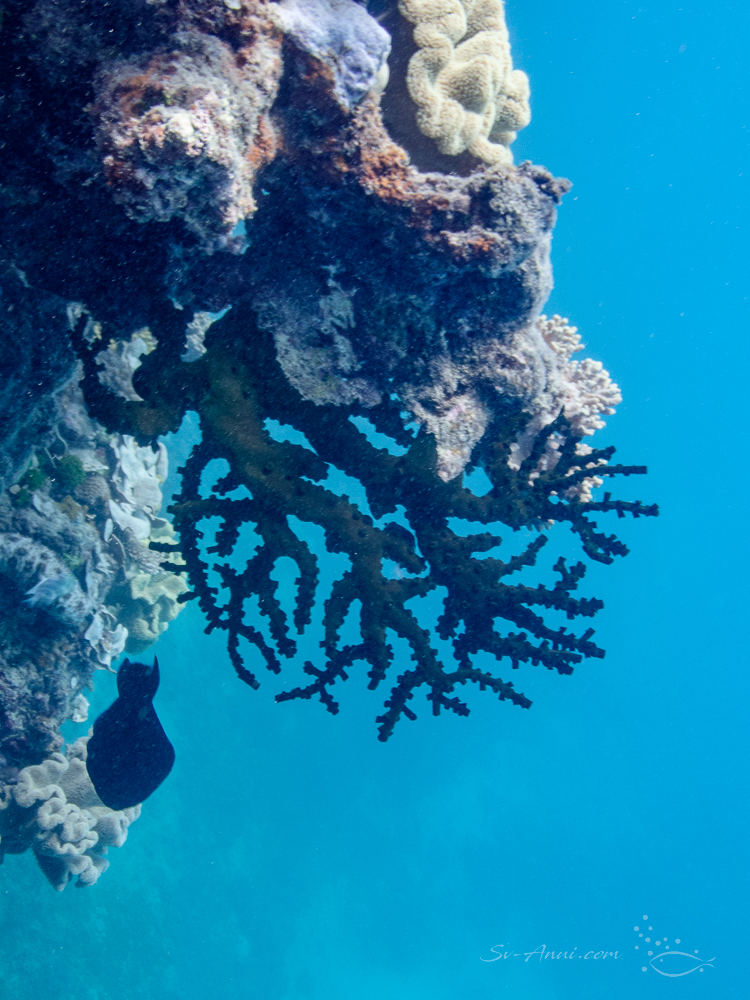 Black Sun Coral at Sudbury Reef