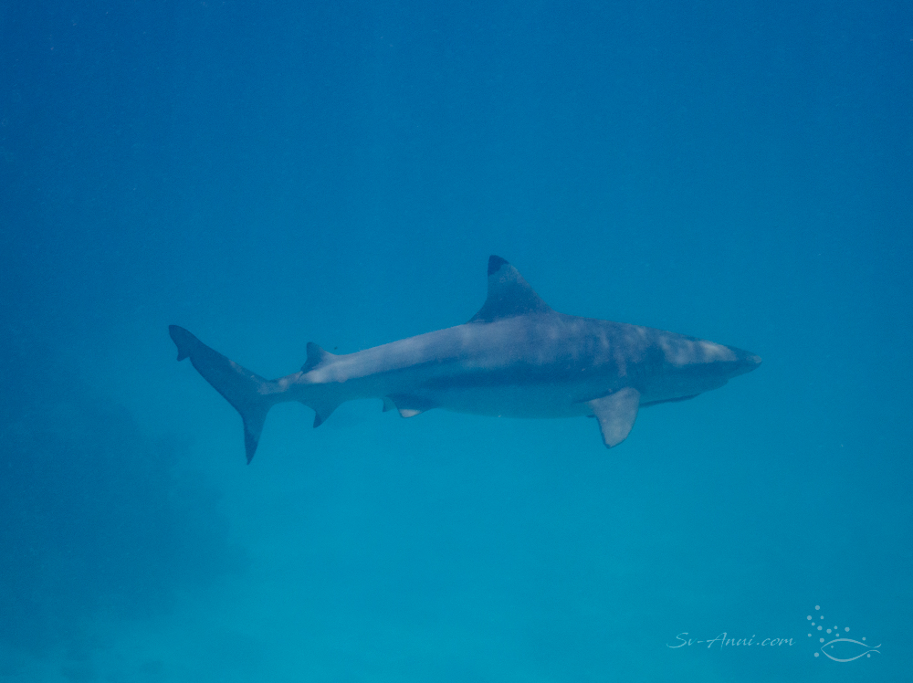 Blacktip Shark at Sudbury Reef
