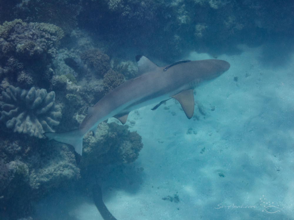 Blacktip Shark at Sudbury Reef