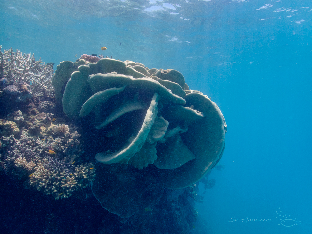 Pavona duerdeni at Big Sandy Reef