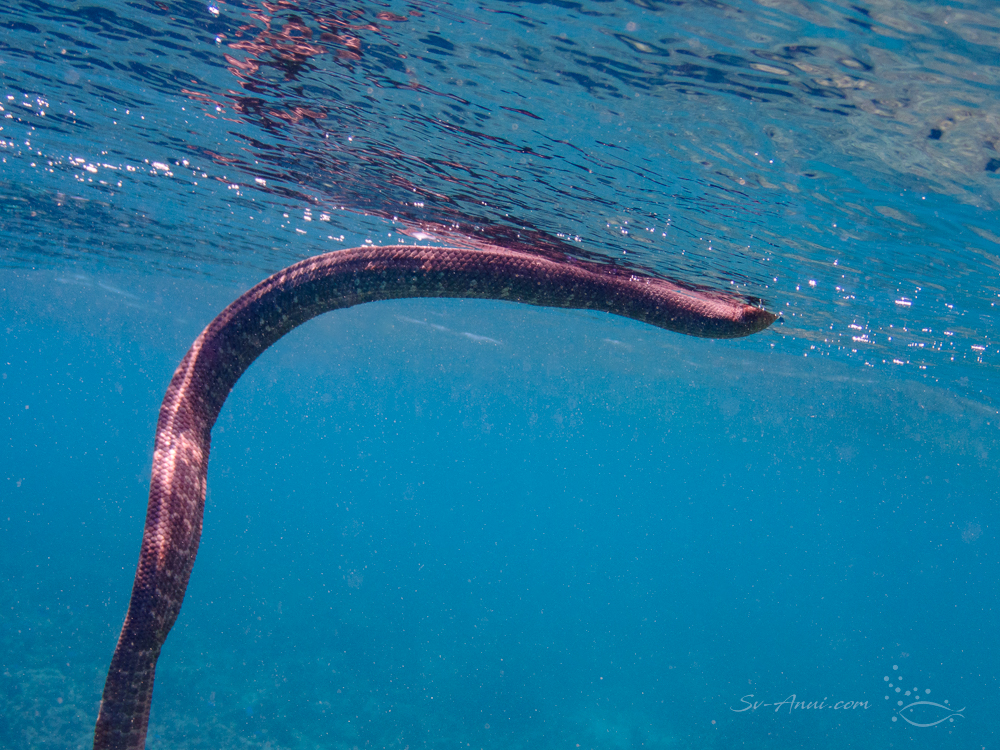 Olive Sea Snake at Mystery Reef