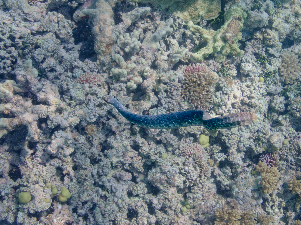 Olive Sea Snake at Mystery Reef