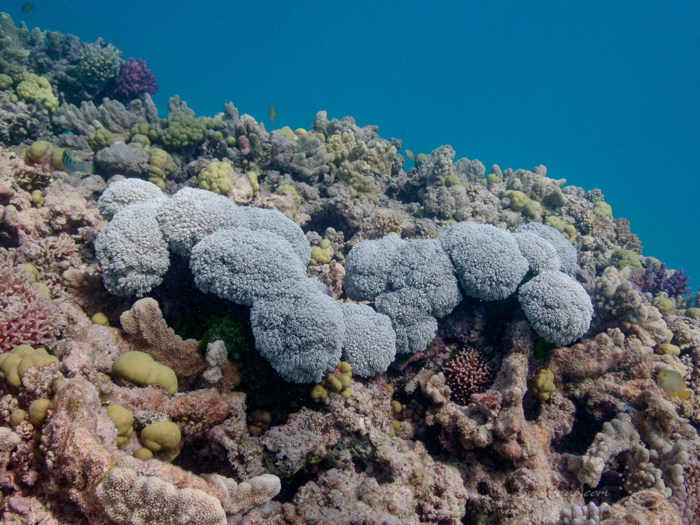 Xenia at Mystery Reef