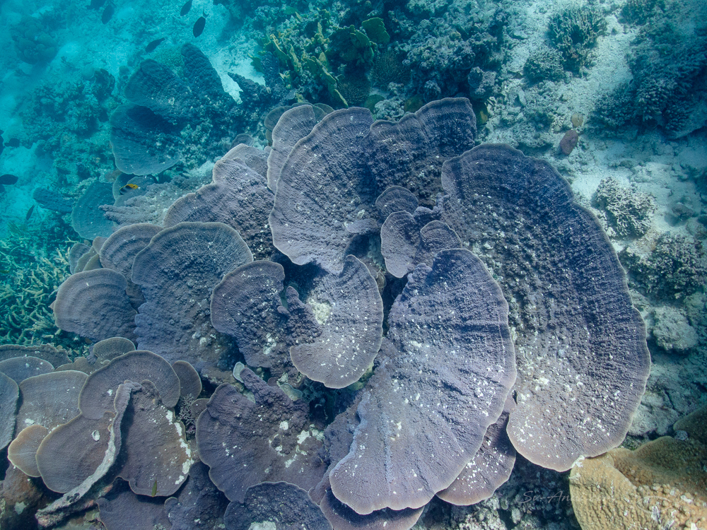 Montipora at Perfect Lagoon