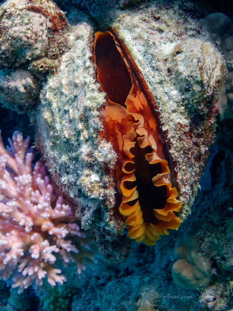 Thorny Oyster at Perfect Lagoon