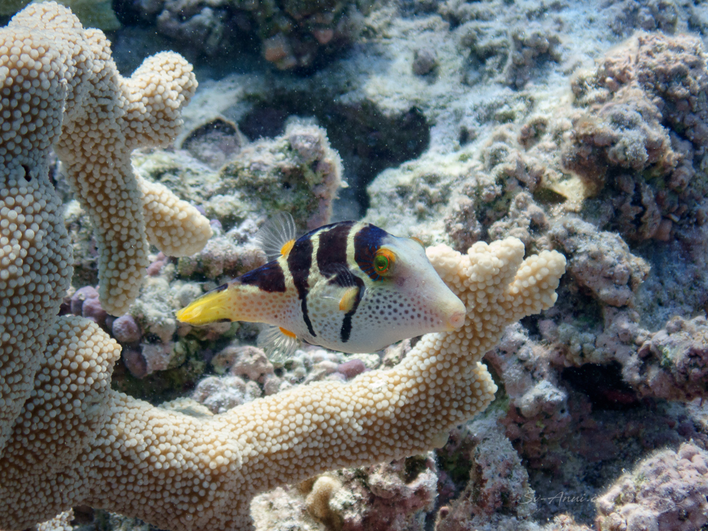 Blacksaddle Toby at Perfect Lagoon