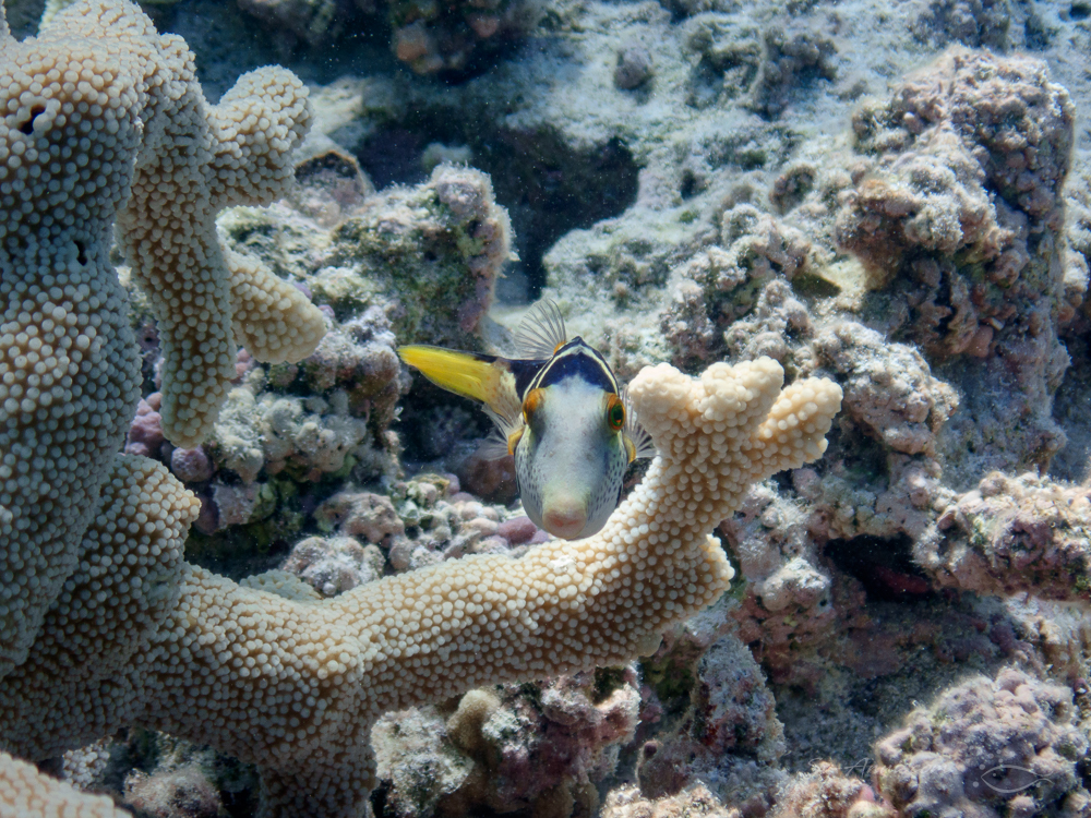 Blacksaddle Toby at Perfect Lagoon