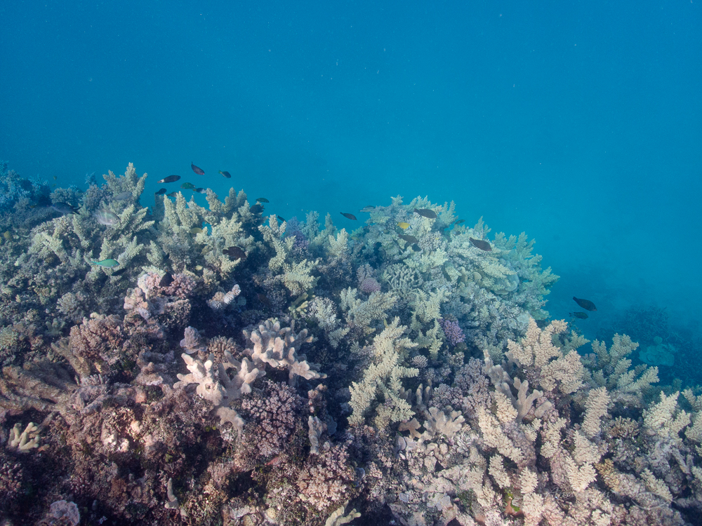 Coral cover at Perfect Lagoon