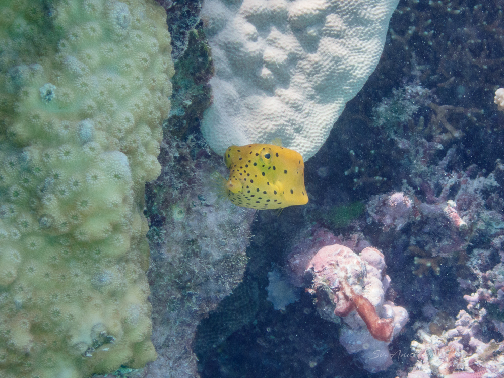 Yellow Boxfish at Return Reef