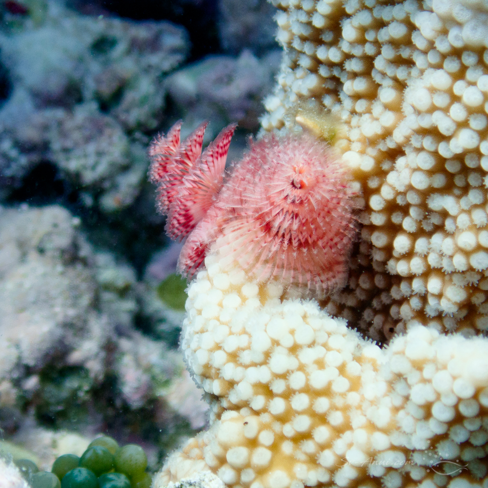 Christmas Tree Worms at Storm Reef