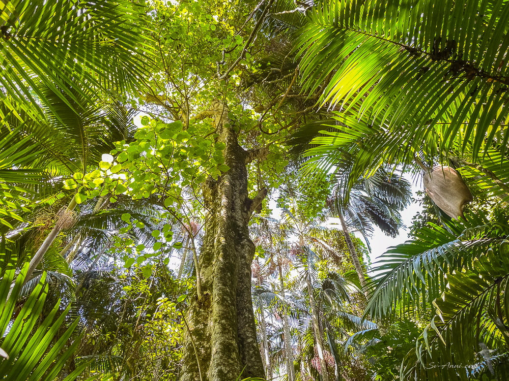 Mt Tamborine palms and evergreens