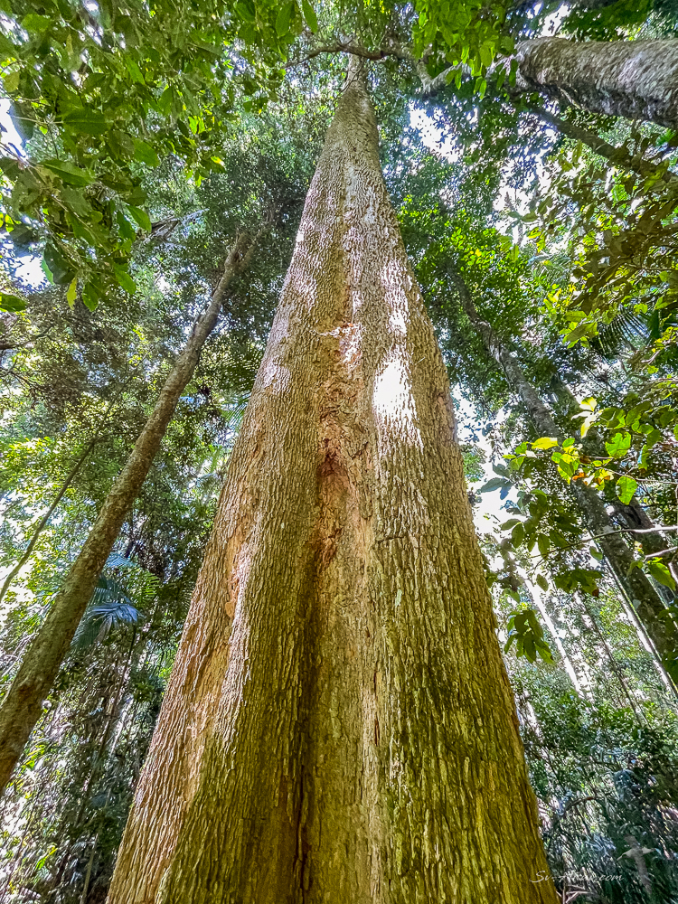 Tall rainforest tree at Mt Tamborine
