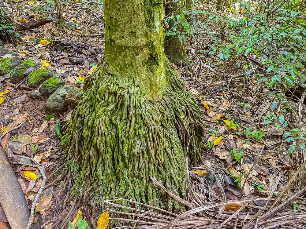 Secondary root system of Palm Tree