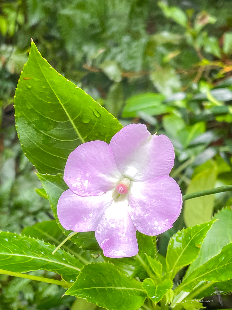 Impatiens, O'Reilly's