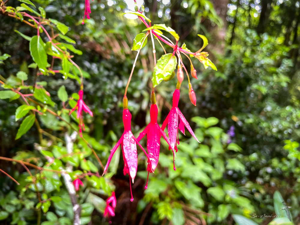 Fuchsias at O'Reilly's