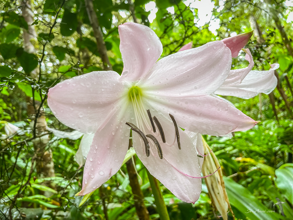Pink Lily at O'Reilly's