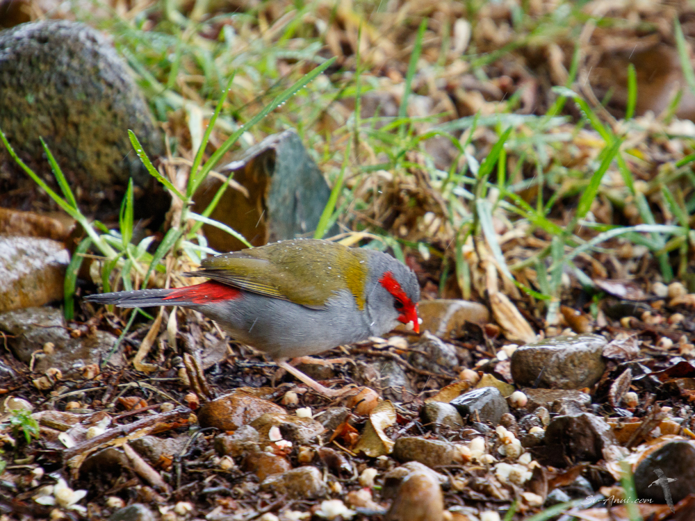 Red-browed finch