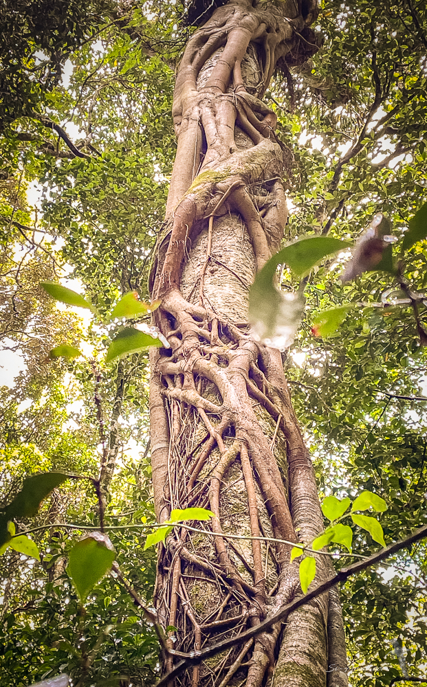 Strangler Fig at O'Reilly's