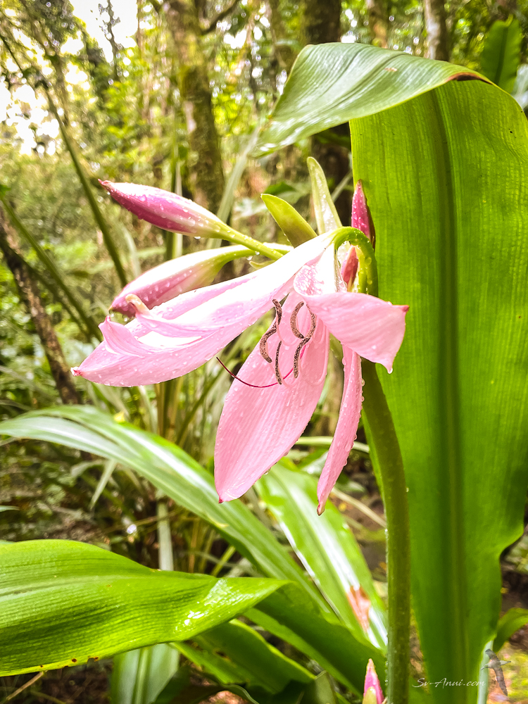 Pink Lily at O'Reilly's