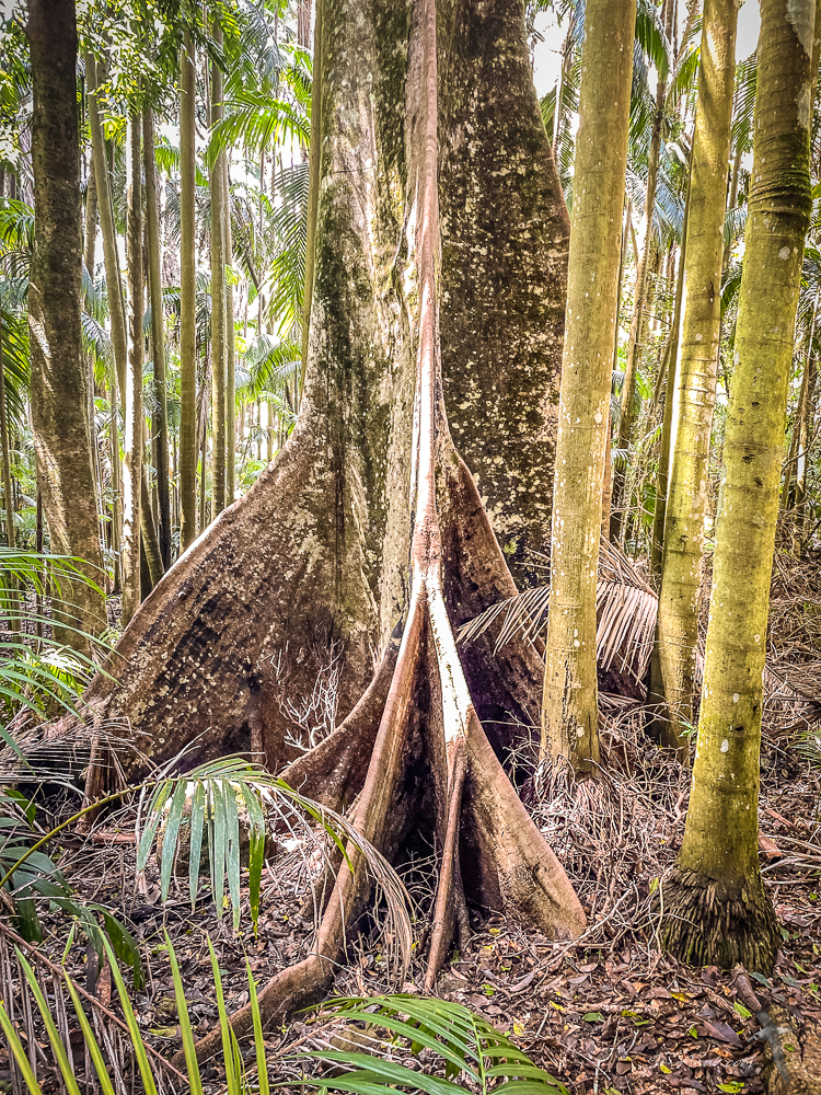 Buttress Tree