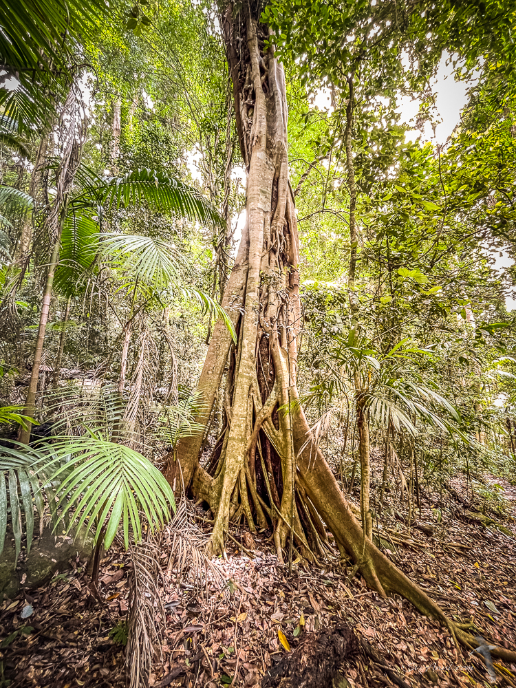 Strangler Fig
