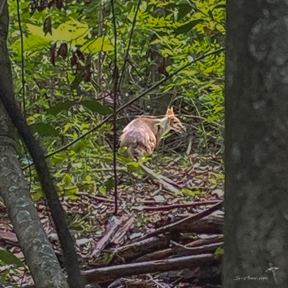 Red legged pademelon