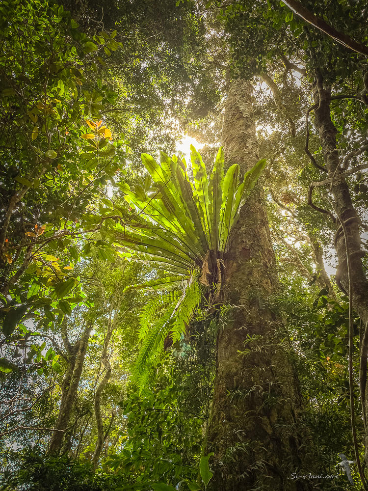 Binna Burra Birds Nest Fern
