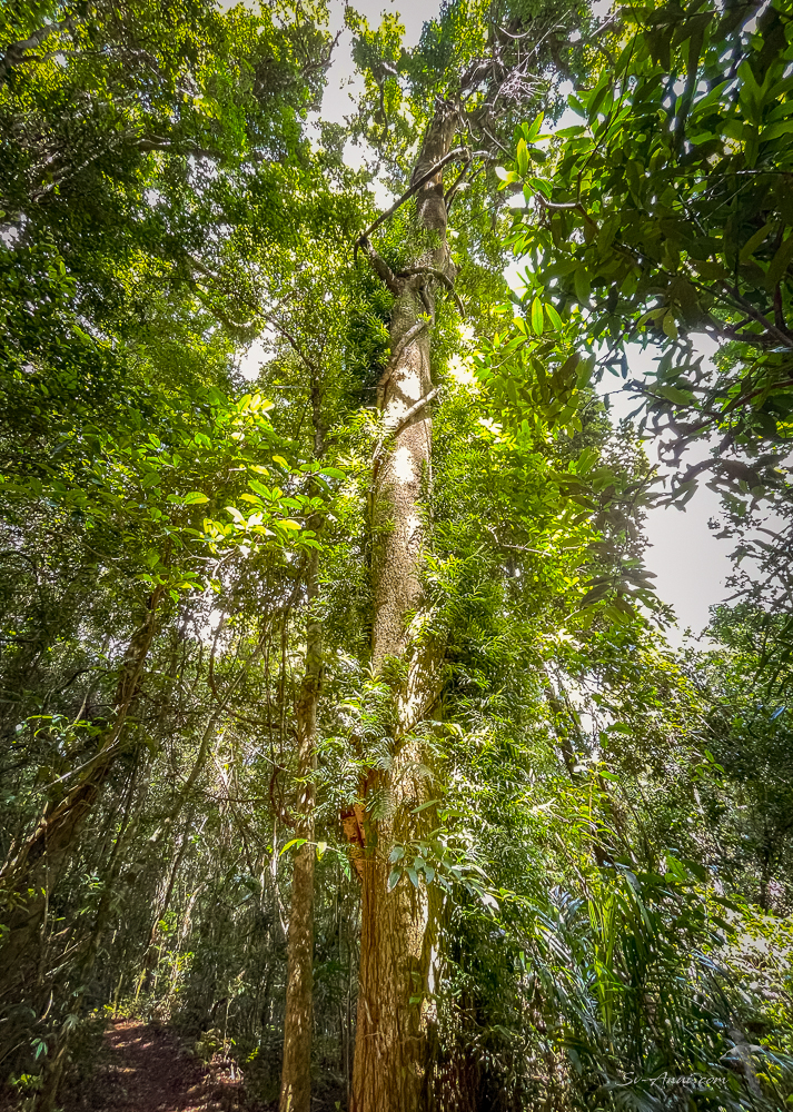 Epiphytes along the tree trunk