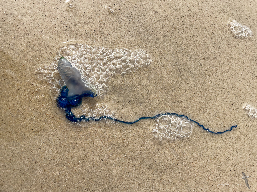 Blue Bottle - Portuguese Man of War