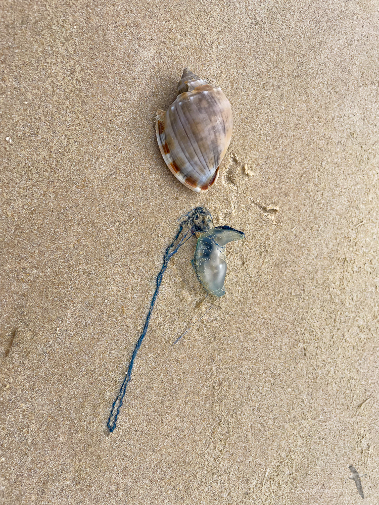 Blue Bottle and Pear Bonnet